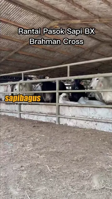 Rantai-Pasok-Sapi-BX-Brahman-Cross